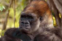 A Glimpse of Gorillas - Customized Safaris in Rwanda and Uganda - www.safaris101.com