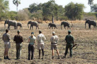 North Luangwa Walking Trails - Walking Safari in Zambia - www.safaris101.com  