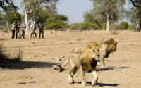South Luangwa Walking Safaris - Walking Safari in Zambia - www.safaris101.com  