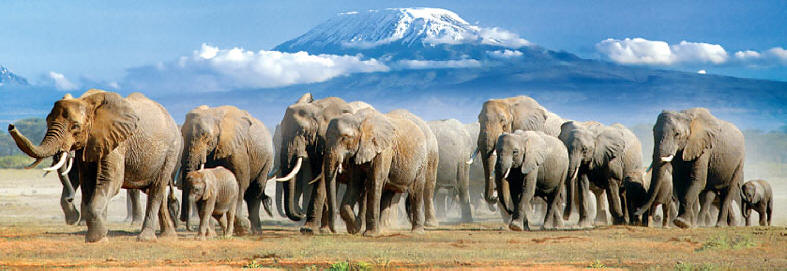 The Best of Kenya Safari (11 Days) - www.safaris101.com