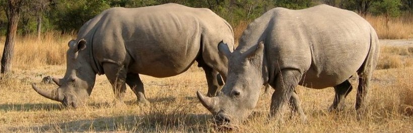 Amalinda Lodge, Matobos, Zimbabwe - www.safaris101.com