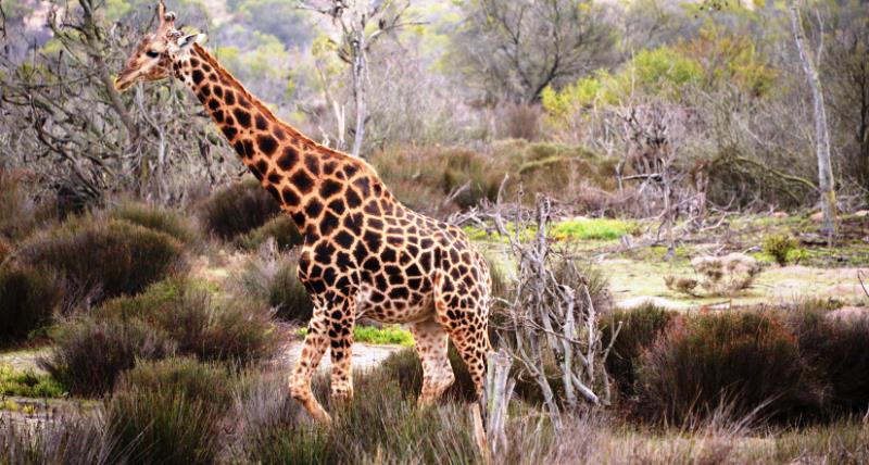 Lovely, Dark Giraffe Bull -  www.photo-safaris.com
