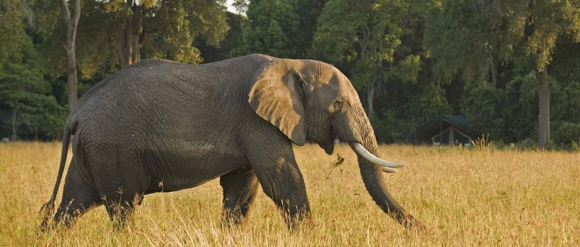 Governors Main Camp, Masai mara - www.safaris101.com