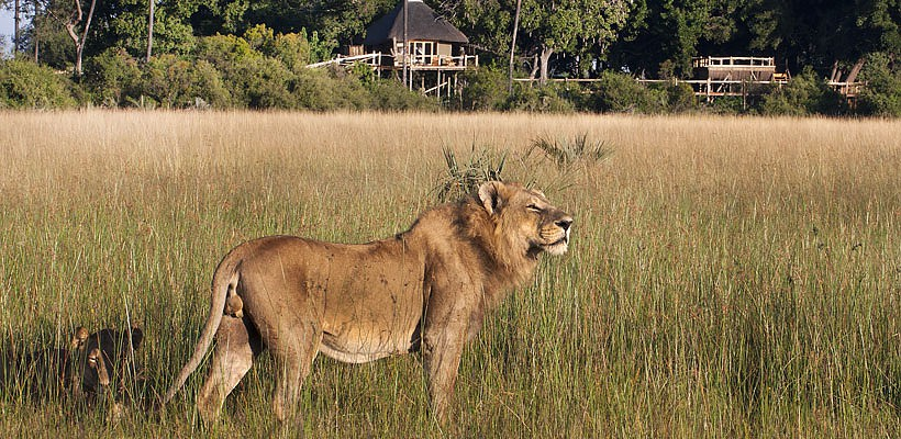 Kwetsani Camp with Wilderness Safaris - www.safaris101.com
