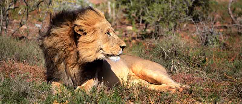 Black maned Lion on a Windy Day - www.photo-safaris.com