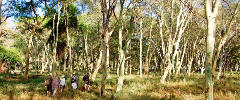 Pafuri Camp (Northern Kruger National Park, Limpopo Province) South Africa - www.safaris101.com