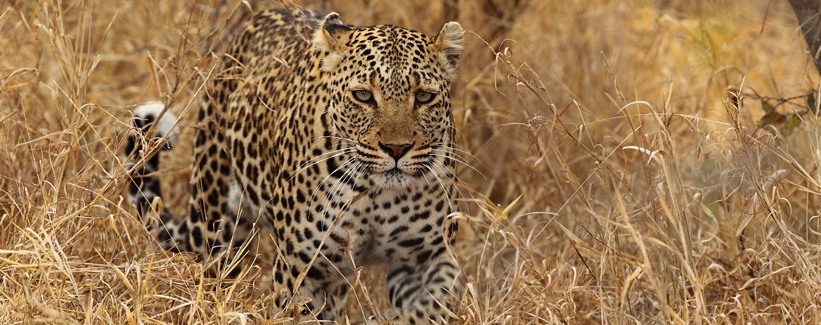 Royal Malewane Lodge (Timbavati Private Game Reserve) South Africa - www.photo-safaris.com