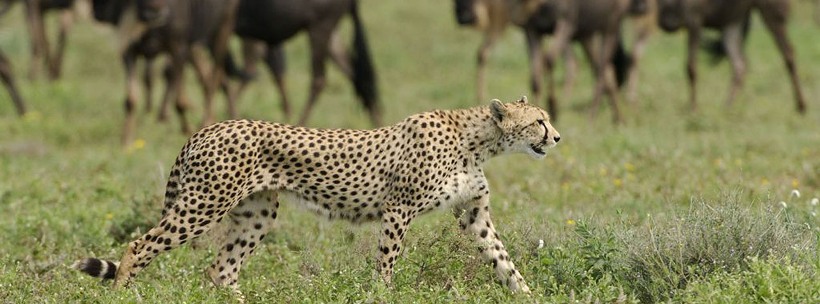 Sanctuary Kusini Camp (Ndutu Area - Southern Serengeti National Park) Tanzania - www.safaris101.com