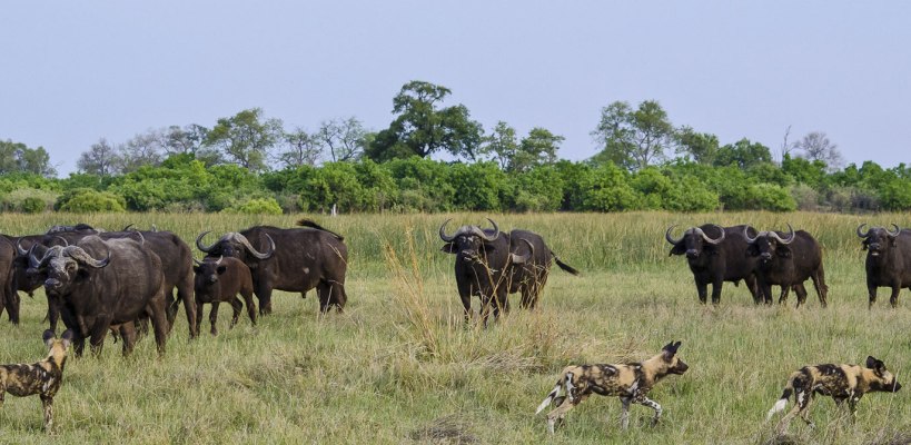 Savuti Camp with Wilderness Safaris - www.photo-safaris.com