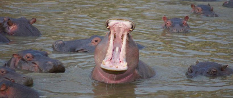 Serengeti Migration Camp (Northern Serengeti National Park) Tanzania - www.safaris101.com