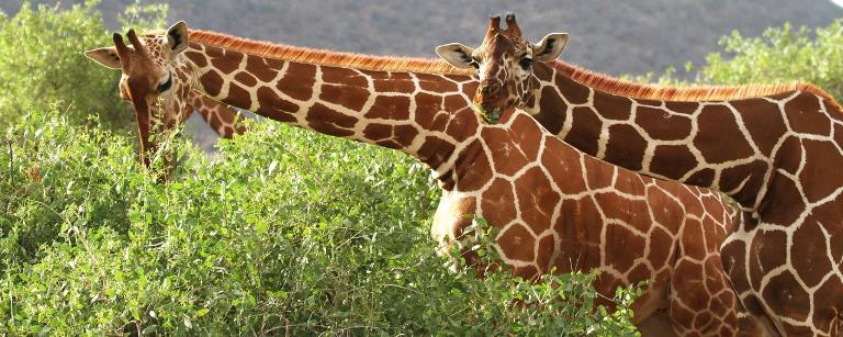 The Best of Kenya Safari (11 Days) - www.safaris101.com
