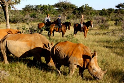 Rhinos at Ants Hill - www.safaris101.com