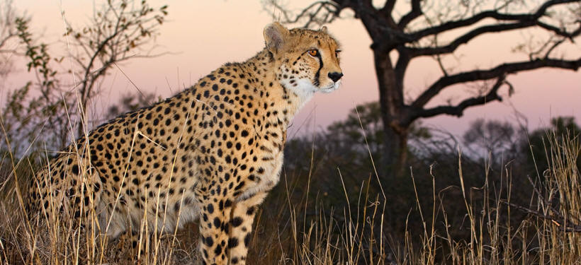 Arathusa Safari Lodge - www.safaris101.com