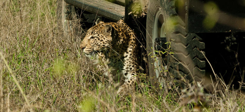 Arathusa Safari Lodge - www.safaris101.com