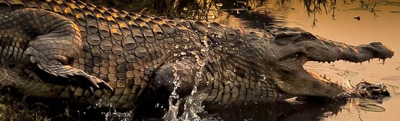 'Zambezi River Lodge - www.safaris101.com