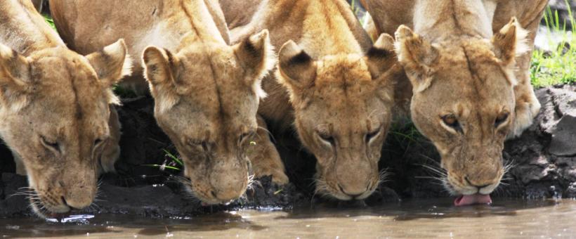 Beho Beho Lodge Room - www.safaris101.com