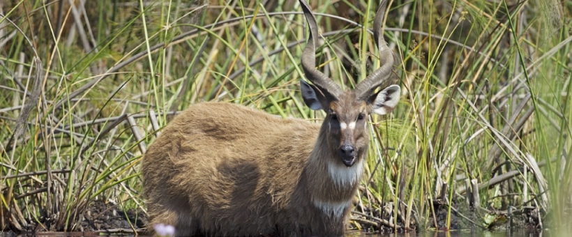 Camp Okavango - www.safaris101.com