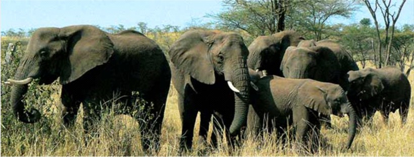 Camp Hwange - www.safaris101.com