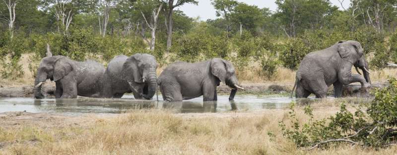 Camp Kuzuma - www.safaris101.com