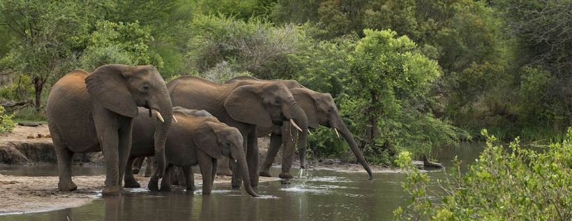 Thornybush Chapungu Tented Camp (Thornybush Game Reserve) South Africa - www.safaris101.com