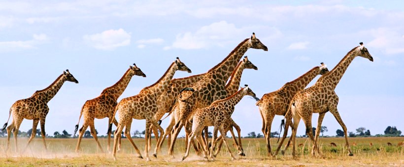 The Ultimate Family Safari with Desert and Delta Safaris in Botswana (9 Days) - www.safaris101.com