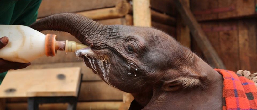 House of Waine (Karen, Nairobi) Kenya - www.safaris101.com