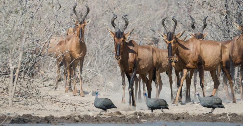 Journey Through Northern Namibia (7 Days) - www.safaris101.com