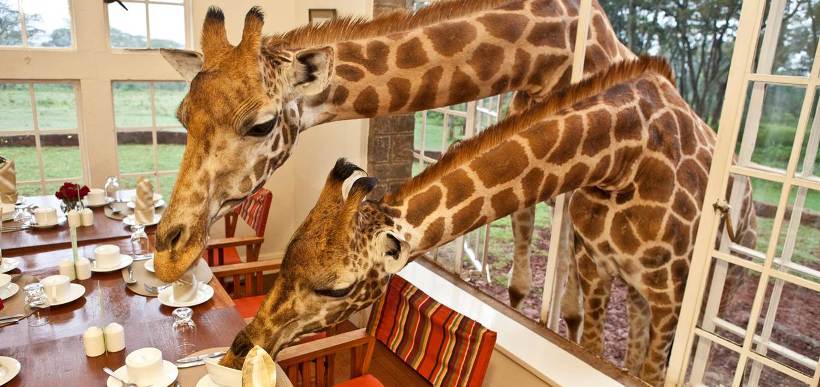 Giraffe Manor (Nairobi) - www.photo-safaris.com