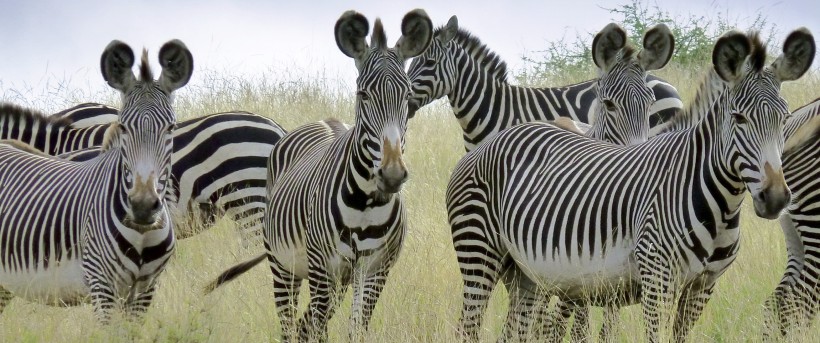 The Kenya Horizons Safari (8 Days) - www.safaris101.com