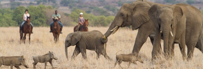 African Horseback Safaris - www.safaris101.com