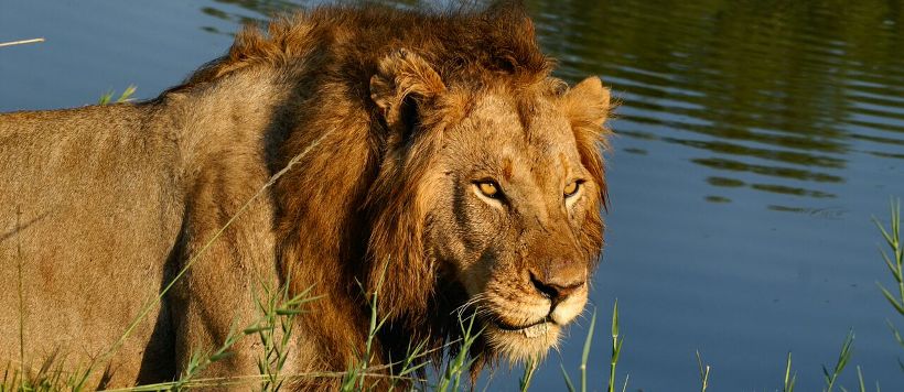 Idube Game Reserve (Sabi Sand Game Reserve) South Africa - www.safaris101.com