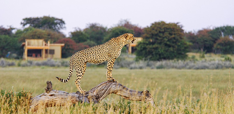 Kalahari Plains Camp (Wilderness Safaris) - www.safaris101.com