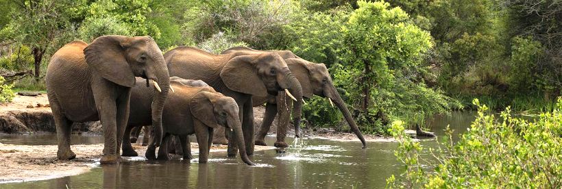 The South Africa Wildlife Safari (7 Days) - www.Africansafaris.Travel