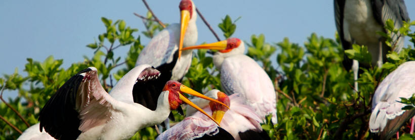 Kanana Camp (Okavango Delta) Botswana