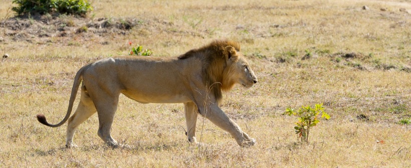Lions Camp, South Luangwa - www.photo-safaris.com