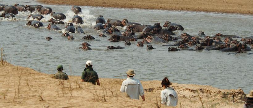 Lion Camp (South Luangwa National Park) Zambia - www.photo-safaris.com