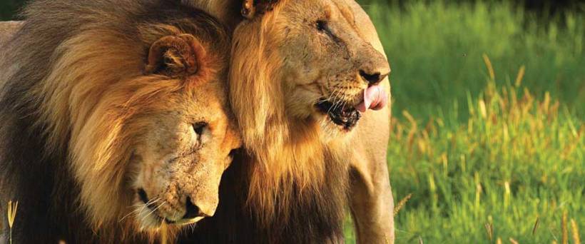 Madikwe Hills Safari Lodge (Madikwe Game Reserve) South Africa - www.safaris101.com