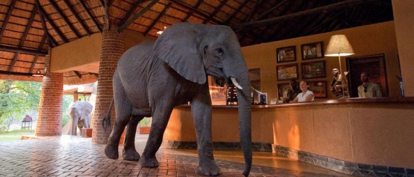 Mfuwe Lodge (South Luangwa National Park) Zambia - www.safaris101.com