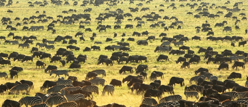The Glorious Return of the Classic Safari Camp -  Tanzania (Min. of 3 nights) - www.safaris101.com