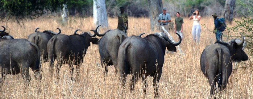 Mwaleshi Camp (North Luangwa National Park) Zambia - www.safaris101.com
