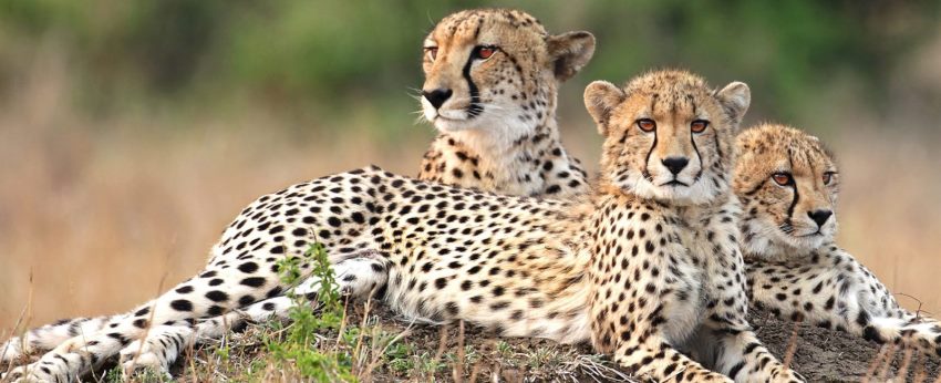 &Beyond Phinda Zuka Lodge (Phinda Private Reserve, KwaZulu, Natal) South Africa - www.photo-safaris.com