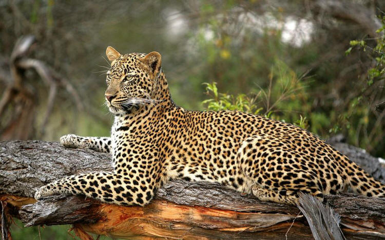 &Beyond Phinda Homestead (Phinda Private Reserve, KwaZulu, Natal) South Africa - www.photo-safaris.com