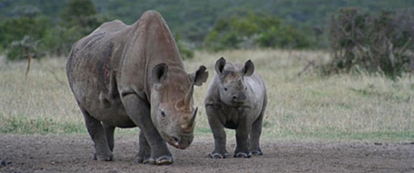The Wilderness Fly-Drive Safari - Kenya (8 Days) - www.safaris101.com