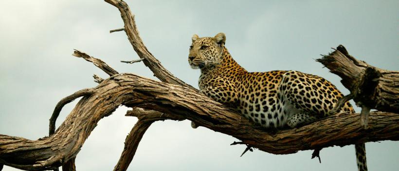 Selinda Explorers Camp (Selinda Reserve) Botswana - www.photo-safaris.com