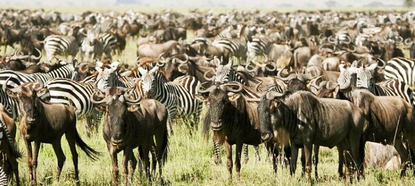 Serengeti Pioneer Camp (Southern Serengeti National Park) Tanzania - www.safaris101.com