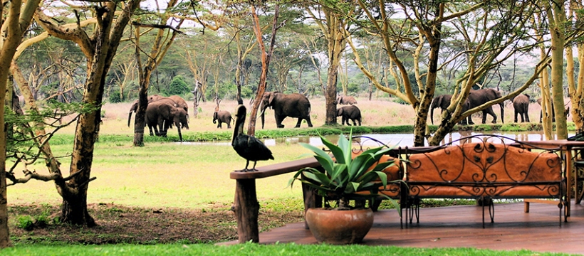 Sirikoi Lodge (Lewa Wildlife Conservancy, Laikipia) Kenya - www.safaris101.com