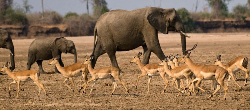 Tafika Camp (South Luangwa National Park) Zambia - www.safaris101.com