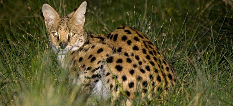 Tafika Camp (South Luangwa National Park) Zambia - www.safaris101.com