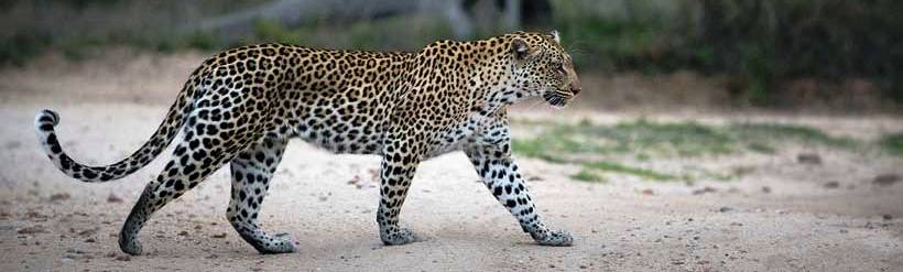 The South Africa Wildlife Safari (7 Days) - www.Africansafaris.Travel