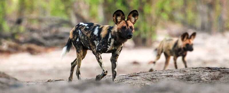 Skybeds (Kwai Concession, Moremi) Botswana - www.safaris101.com
